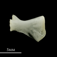 photo of Roach ceratohyal lateral view