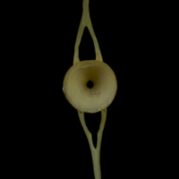 photo of Arctic Char caudal vertebra anterior view