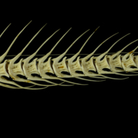 photo of Atlantic cod caudal vertebra lateral view