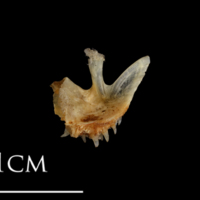 photo of Shore rockling pharyngeal dorsal view