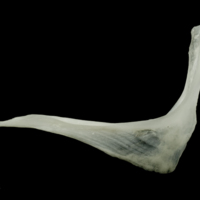 photo of Roach cleithrum lateral view