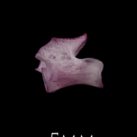 photo of Dragonet precaudal vertebra lateral view