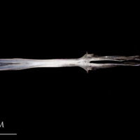 photo of Atlantic herring parasphenoid ventral view