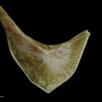 photo of Spanish mackerel preopercular medial view