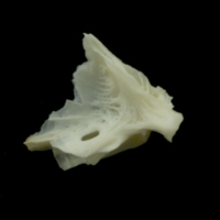photo of Dragonet quadrate medial view