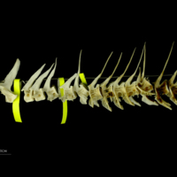 photo of Saithe precaudal vertebra lateral view