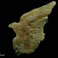 photo of Couch's seabream opercular lateral view