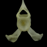 photo of Mediterranean moray caudal vertebra anterior view