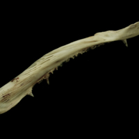 photo of Atlantic salmon maxilla medial view