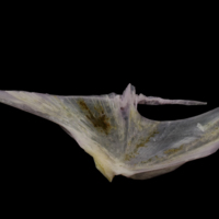 photo of Tub gurnard for assessment medial view