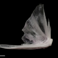 photo of Parrot fish quadrate medial view