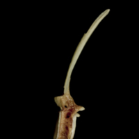 photo of Turbot first vertebra lateral view