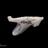 photo of European flounder dentary medial view