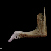 photo of Red seabream premaxilla medial view