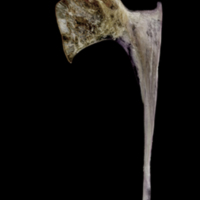 photo of Red seabream coracoid lateral view