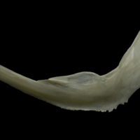 photo of Zander preopercular lateral view