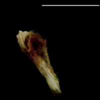 photo of Turbot pharyngeal dorsal view