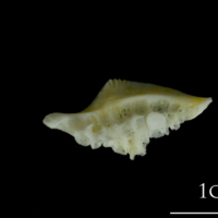 photo of European plaice pharyngeal dorsal view