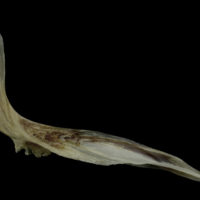 photo of Brill cleithrum lateral view