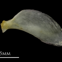 photo of European eel opercular lateral view