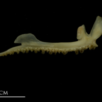 photo of Bib premaxilla medial view