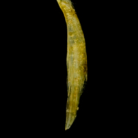 photo of Common sole supracleithrum lateral view