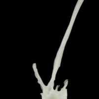 photo of Roach precaudal vertebra lateral view