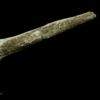 photo of Grey Triggerfish serrated spine dorsal view