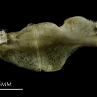 photo of Common pandora ceratohyal epihyal complex medial view