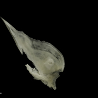 photo of Grayling subopercular medial view