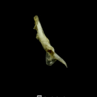 photo of Three-spined stickleback for assessment medial view