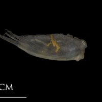 photo of Shore rockling for assessment medial view