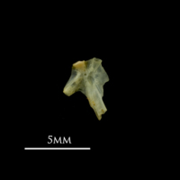 photo of Bullhead hyomandibular medial view