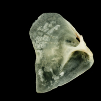 photo of Garfish opercular medial view