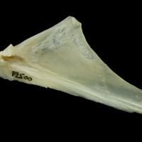 photo of Northern pike articular medial view