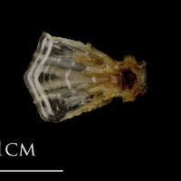 photo of Sea scorpion basioccipital dorsal view