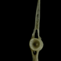 photo of Common pandora precaudal vertebra anterior view