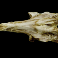 photo of European conger parasphenoid basioccipital complex dorsal view