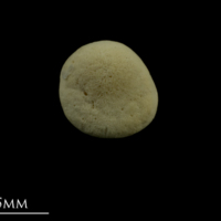 photo of Thornback ray buckler spine ventral view