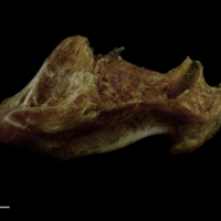 photo of Couch's seabream vomer lateral view