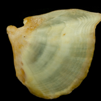 photo of Thinlip grey mullet  opercular lateral view