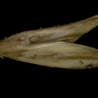 photo of Greater amberjack dentary lateral view