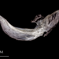 photo of Atlantic herring cleithrum lateral view