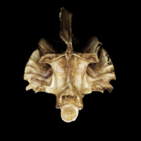 photo of Greater amberjack parasphenoid basioccipital vomer complex posterior view