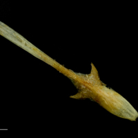 photo of Atlantic mackerel parasphenoid ventral view