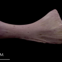 photo of Wels catfish ceratohyal lateral view