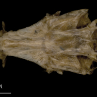 photo of White grouper parasphenoid basioccipital vomer complex dorsal view