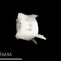 photo of Atlantic herring precaudal vertebra lateral view