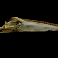 photo of European conger dentary medial view