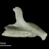 photo of Roach dentary medial view